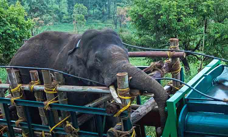Elephant-Kerala