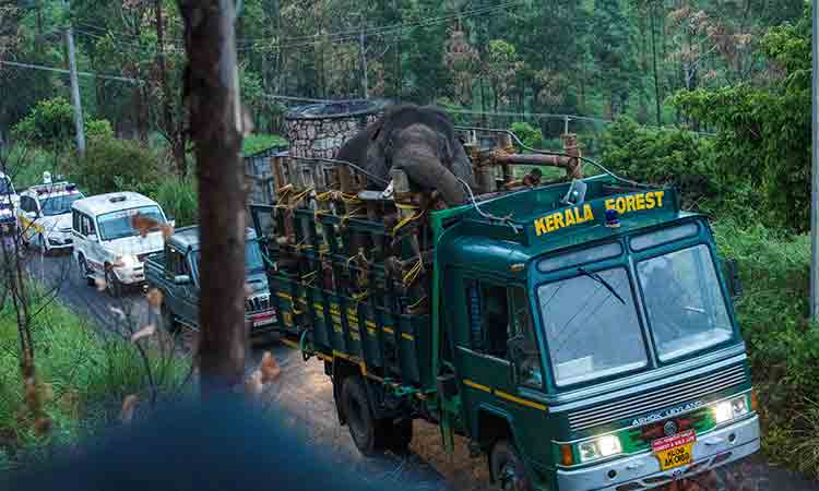 Keralaforest-Elephant