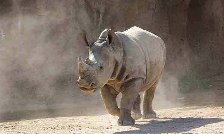 Rhinoceros-AlAinZoo