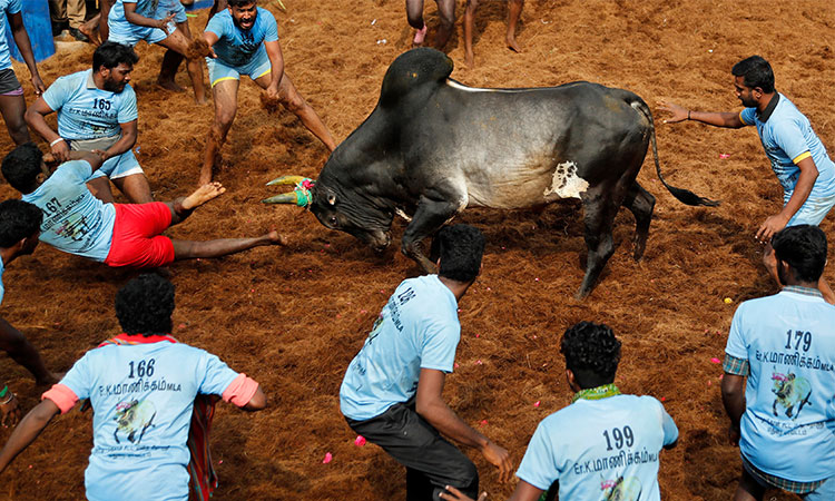 Bullfight-India