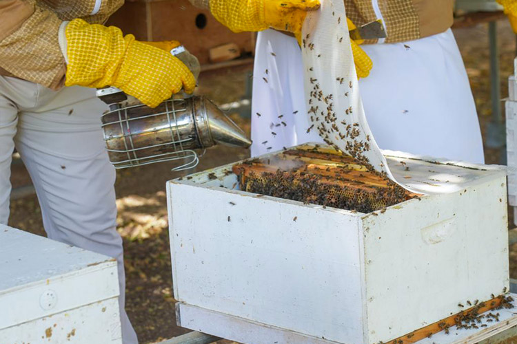 Honeybees-UAE