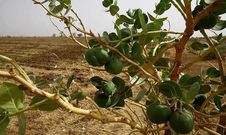 Sudan-farmers-July17-main3-750