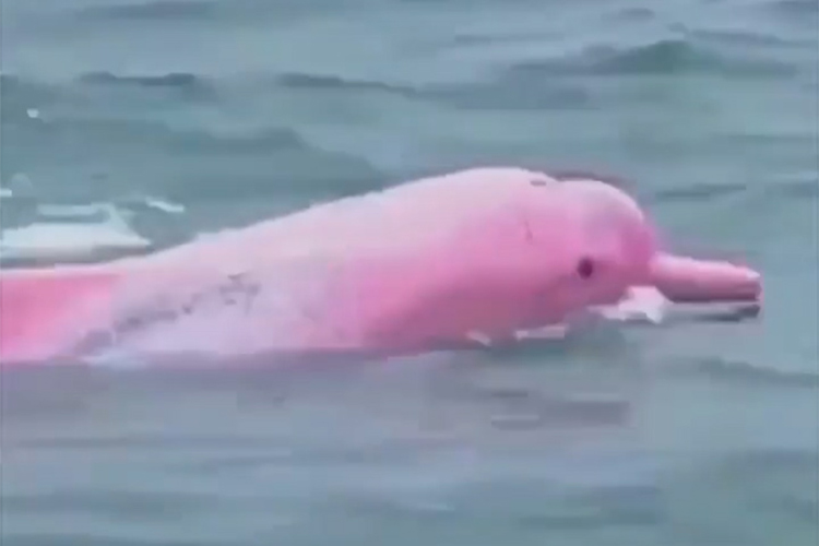 Pink-Dolphin