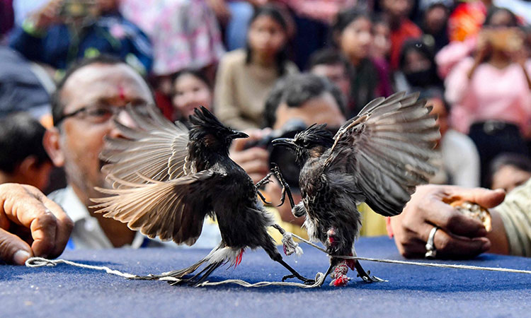 Songbirds-Game-Assam