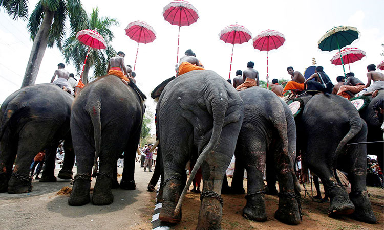 Kerala-elephants