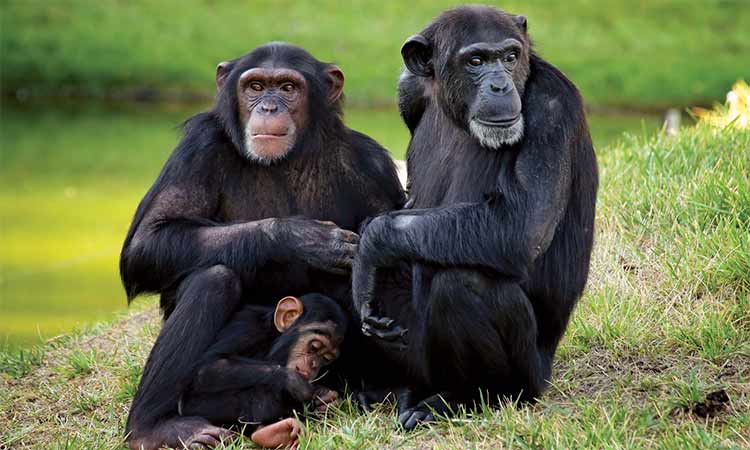 Troubling reality: How we treat old chimpanzees