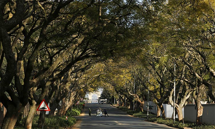 Urban forests to help cities breathe easy