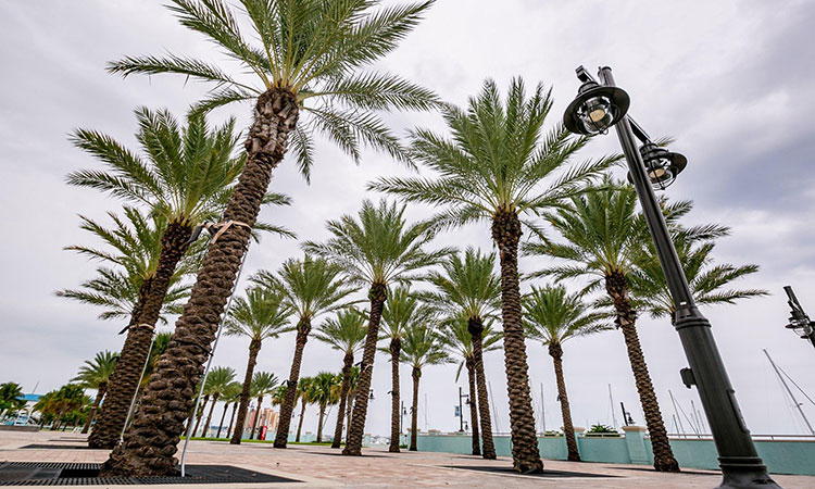 Florida’s iconic palms don’t cut it with climate change