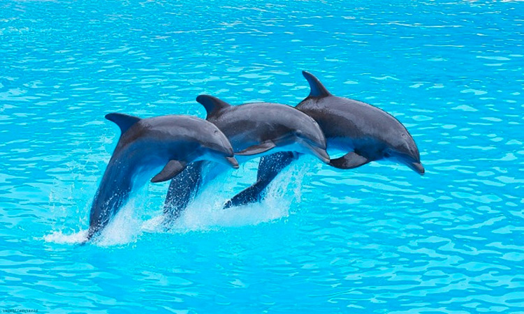 Dolphins struggle against noise pollution