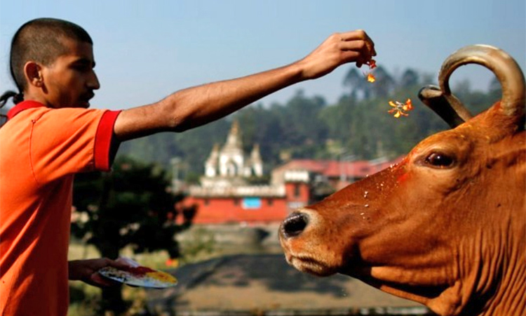 Cow India