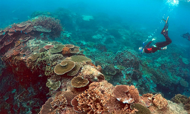 Coral Reef in danger.