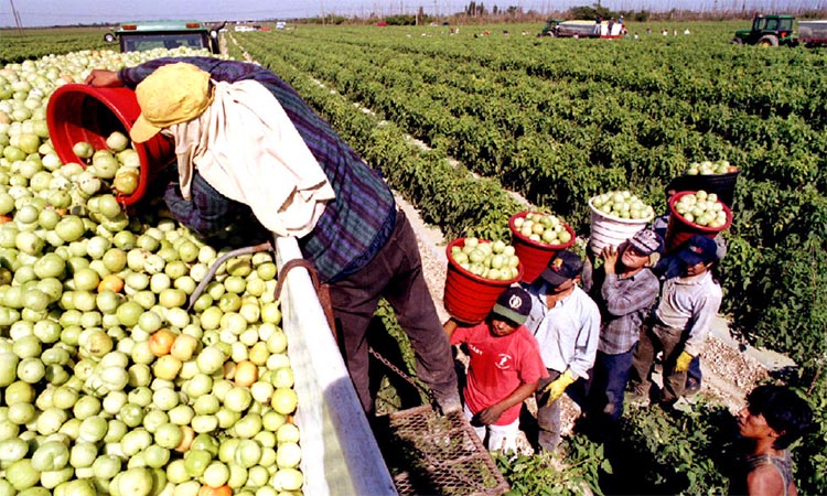 Migrant Workers in the US