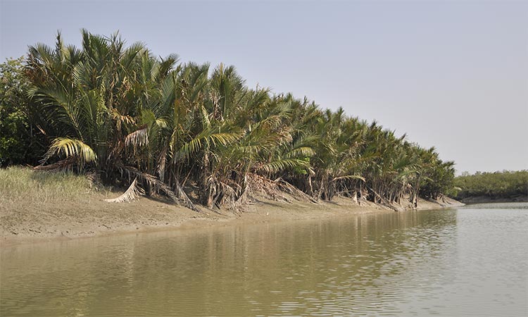 Coastal erosion threatens Indian Sundarbans