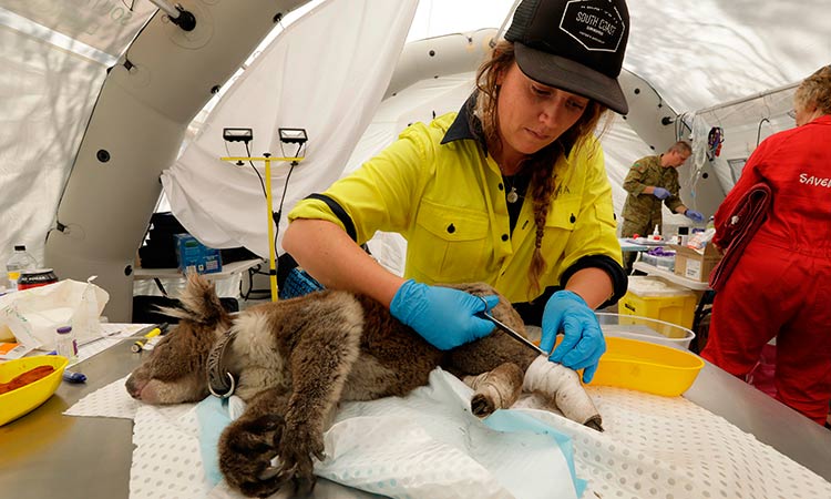 Australia tries to cope with an ‘animal apocalypse’