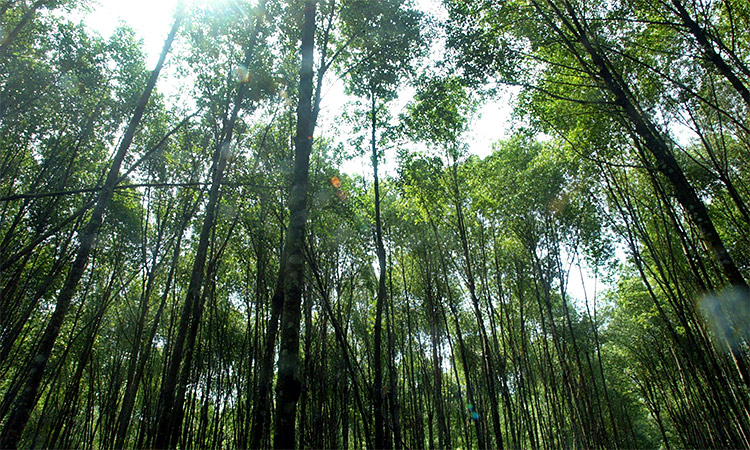 Indian forest cover has recorded an increase in its size but remains vulnerable to wildfire.