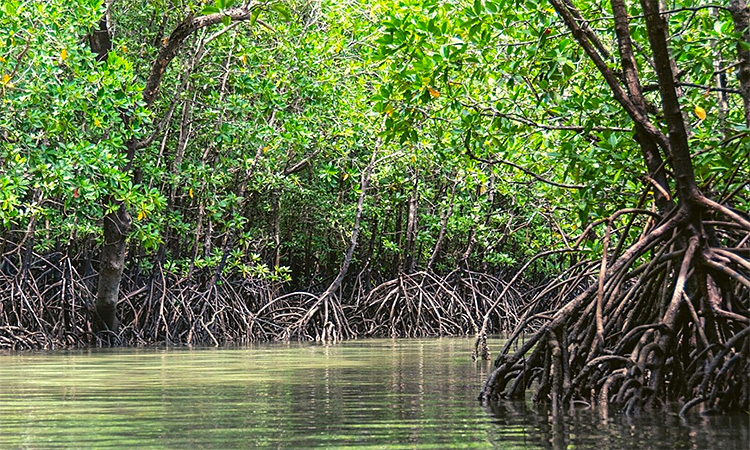 Mangrove forests in India are distributed across 9 states and 3 union territories.