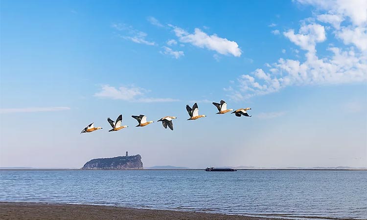 Cranes fly over the Poyang Lake.