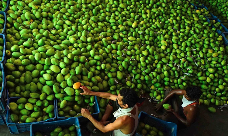 Vendors arrange mangoes at a fruit market in Jabalpur, Madhya Pradesh, India. AFP