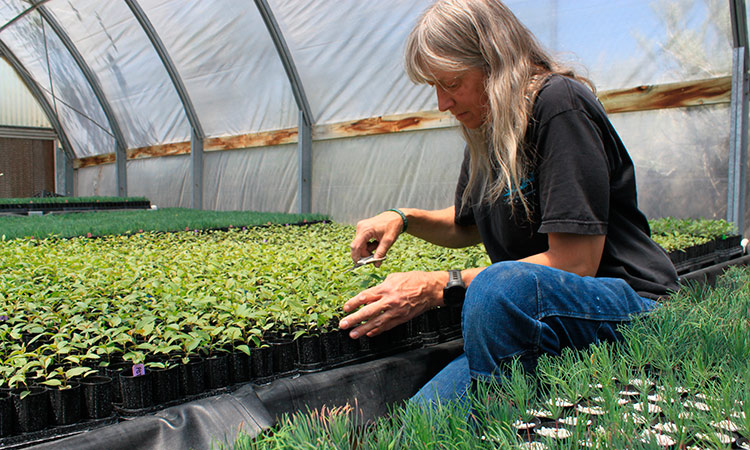 Nursery manager Tammy Parsons thinning aspen seedlings at a greenhouse in Santa Fe, New Mexico. AP