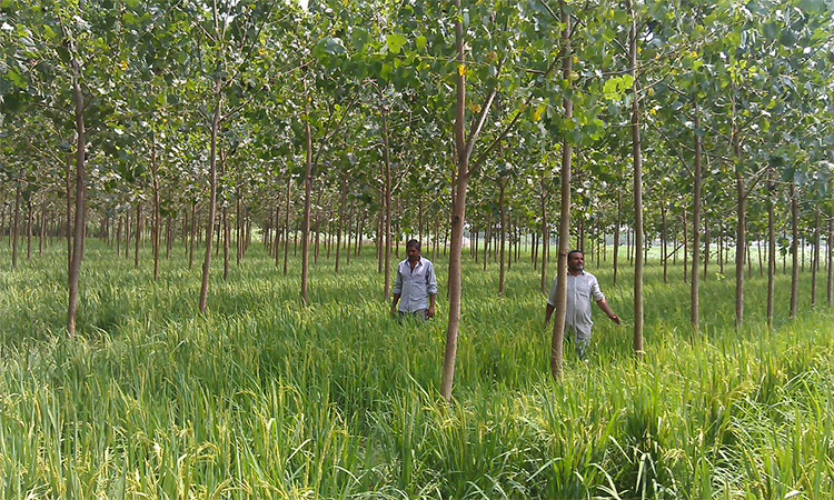 India agroforestry sector needs government help for growth.