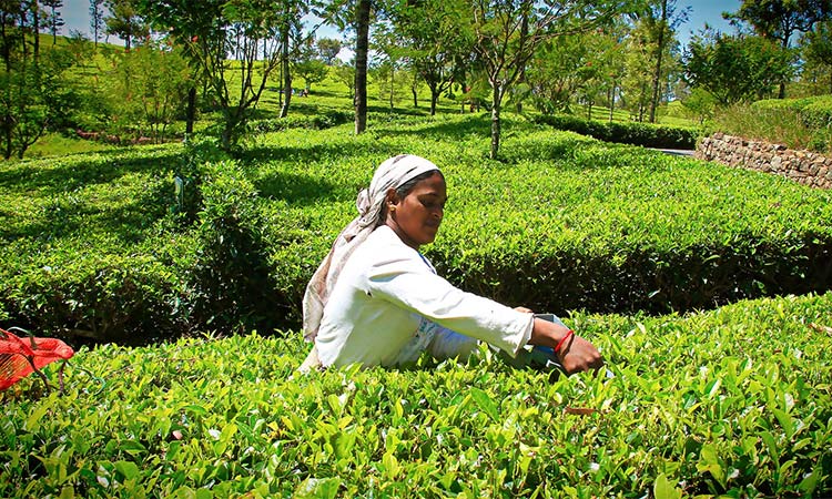 A woman picks tea leaves in a Sri Lanka tea field.