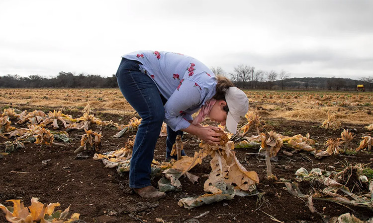 A farmer smells a rotten cauliflower at a Texas field. 