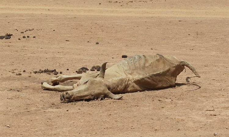 Around one million livestock are believed to have died in drought-affected parts of the country.
