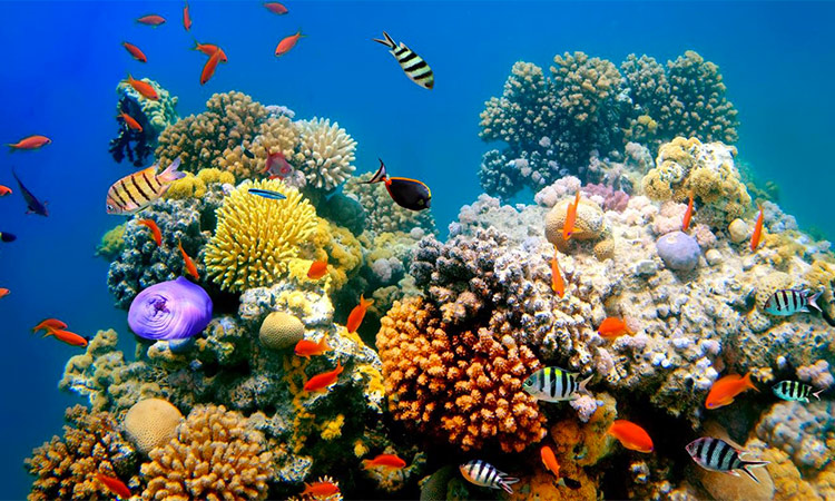 Only 3.4% of the world’s oceans have been designated as protected as compared to almost 16% of our planet’s land area.