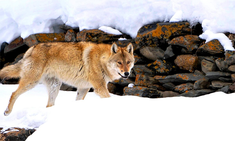 The Himalayan wolf was recently classified as vulnerable in the IUCN Red List of Threatened Species, with only 2,275 to 3,792 individuals left in the wild.
