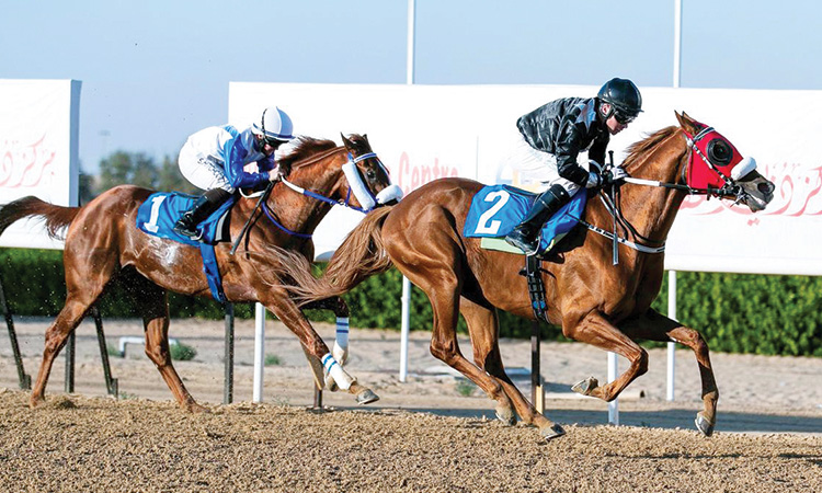 Oertel-trained AF Alwajel favourite  for GCC Cup at Sharjah Racecourse