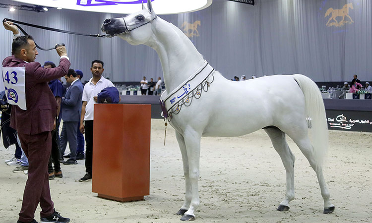 Arabian-Horse-Championship-750x450