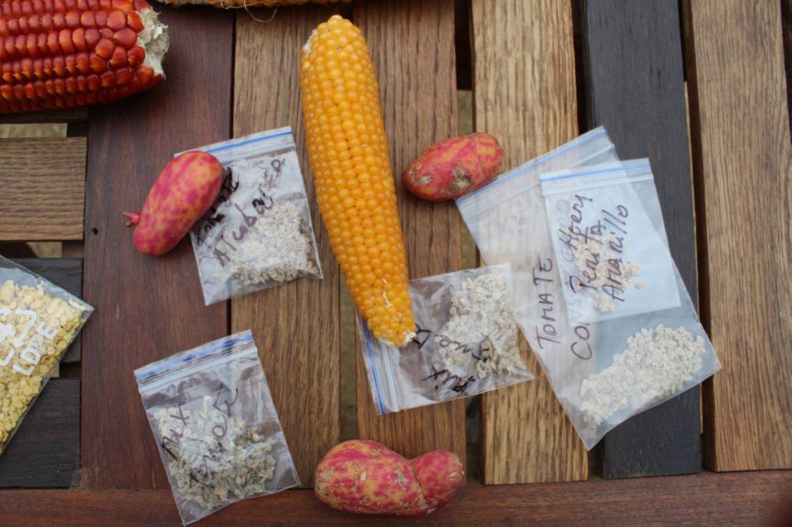 Chile's 'seed guardians' grow and protect forgotten food varieties