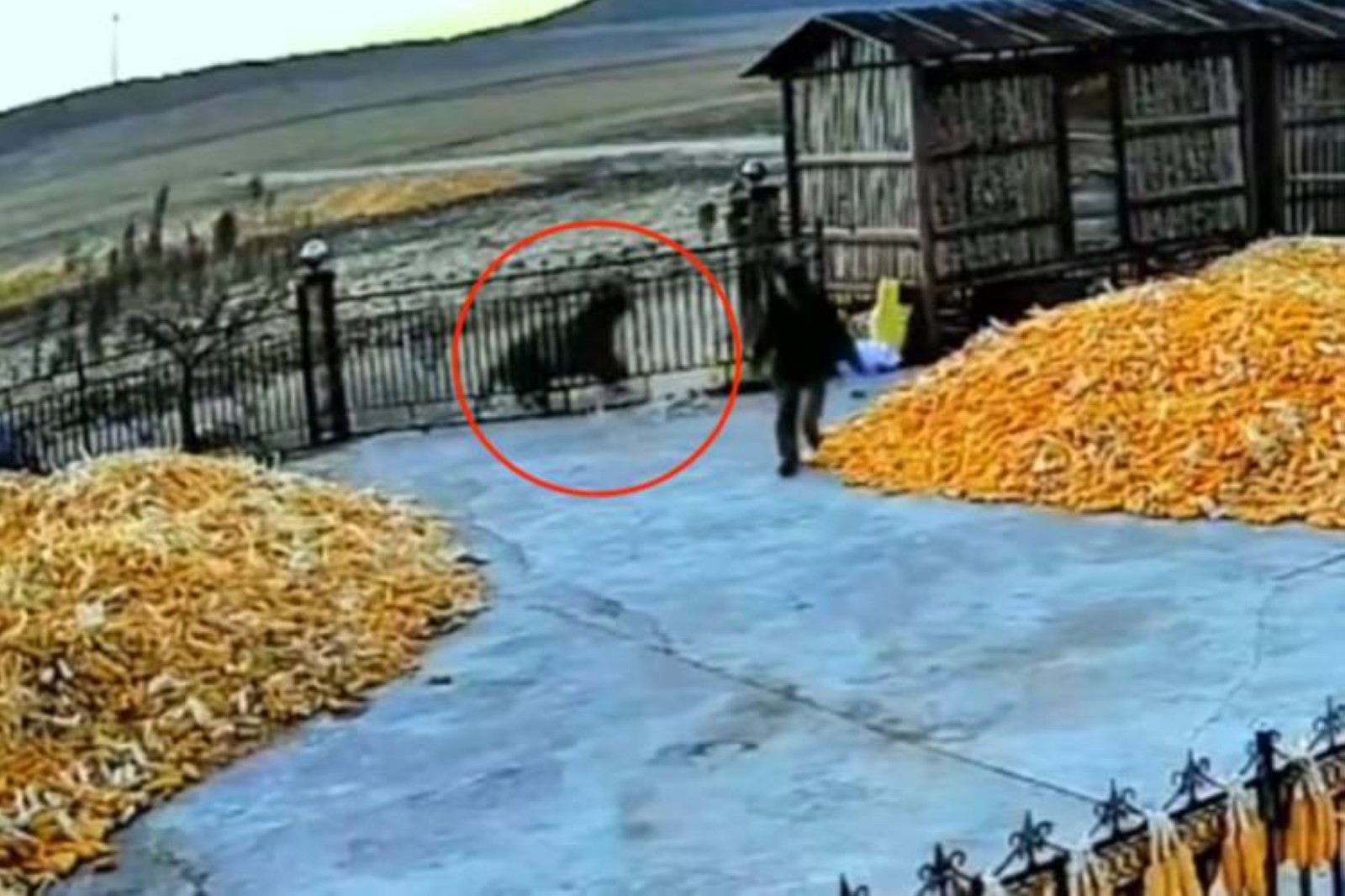 Video of Chinese farmer avoiding tiger attack goes viral