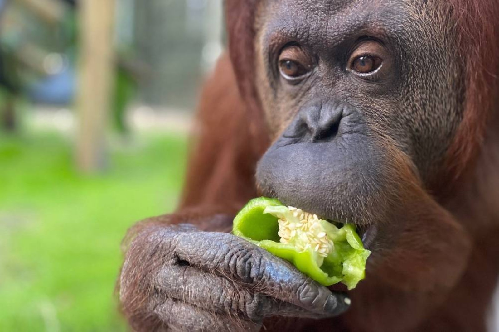 Baby orangutan abandoned by mother travels first class to monkey sanctuary