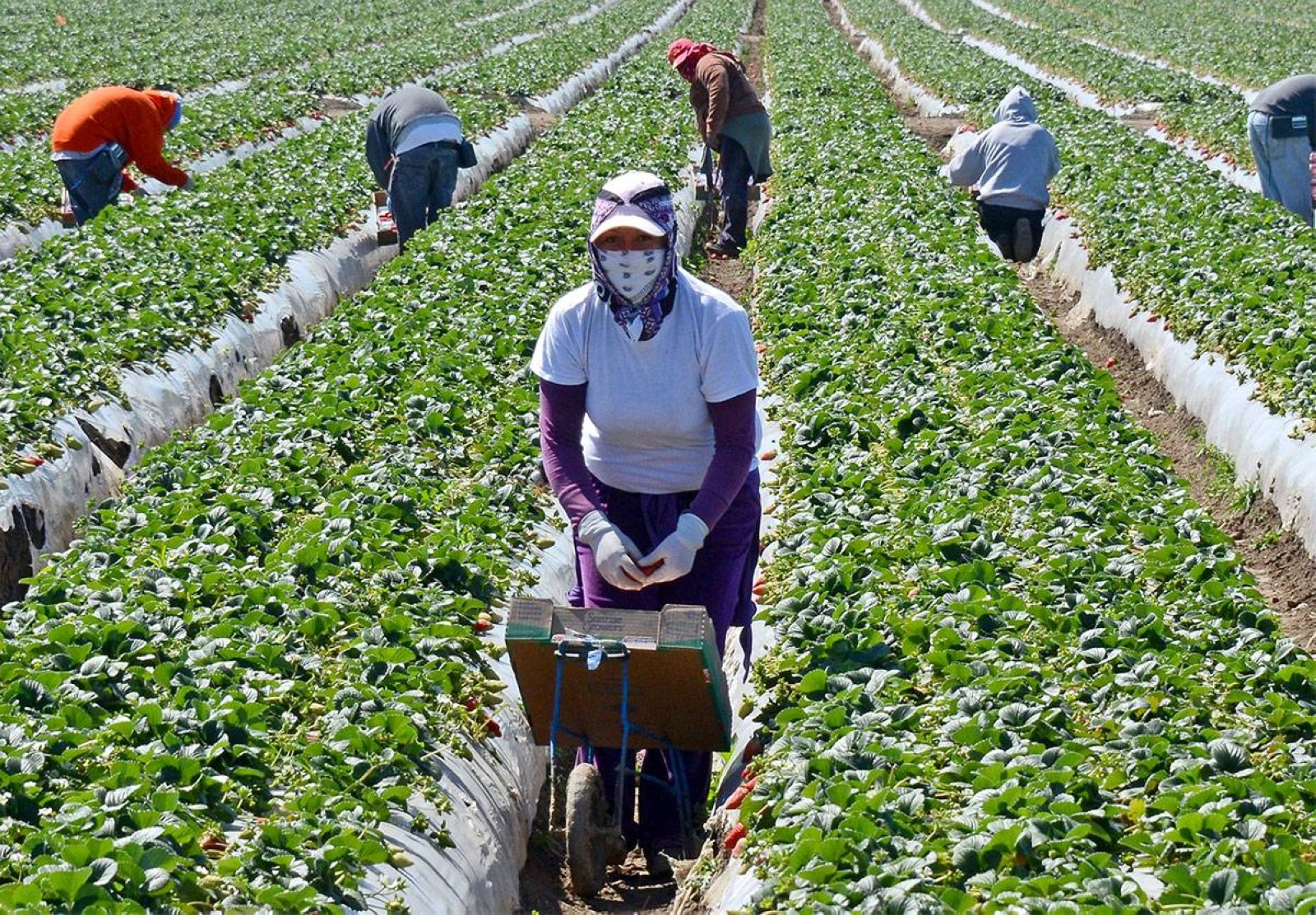 Migrant workers harvest strawberries at a farm near Oxnard, California. AFP