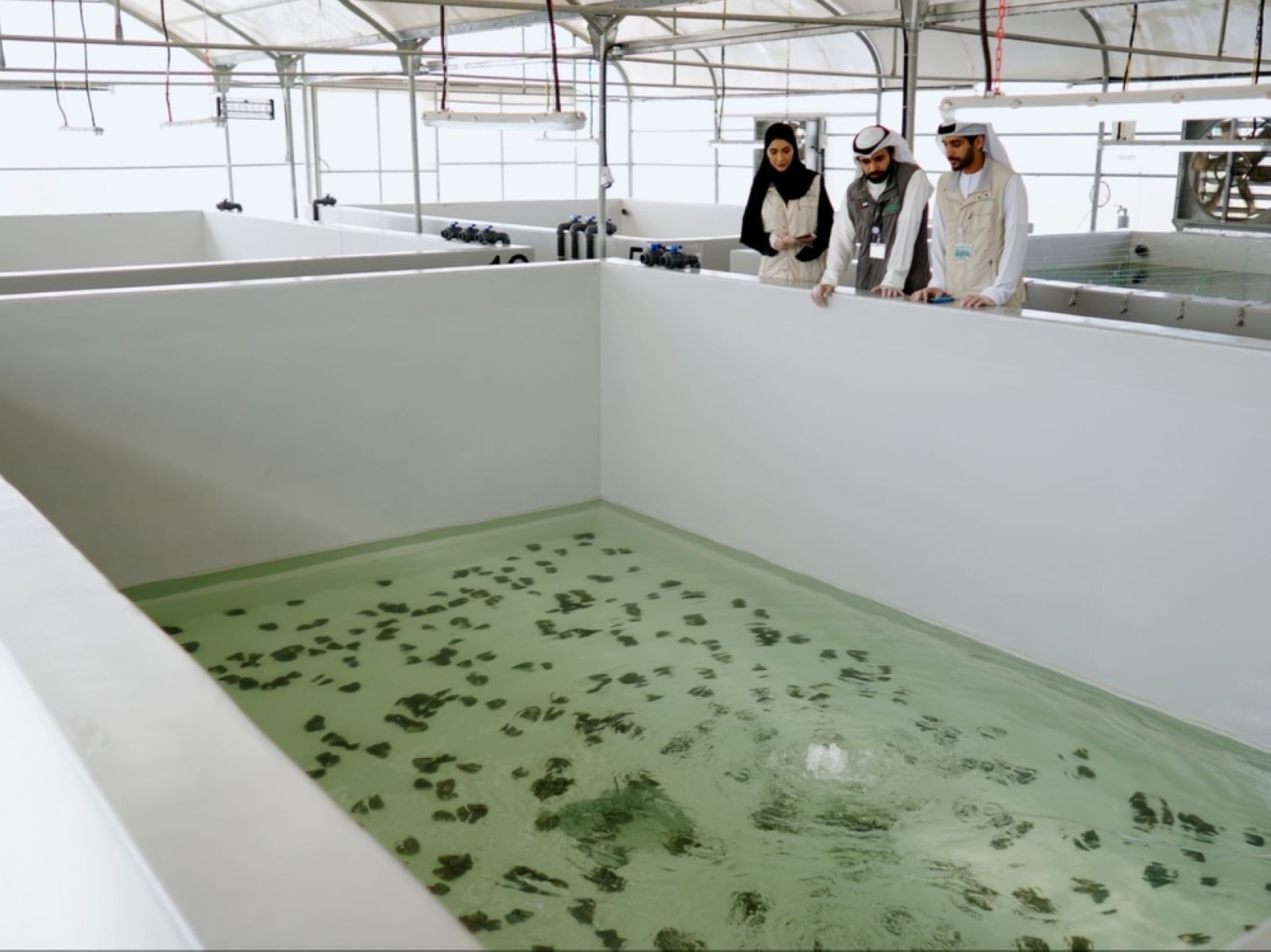 First freshwater oyster pearl aquaculture project