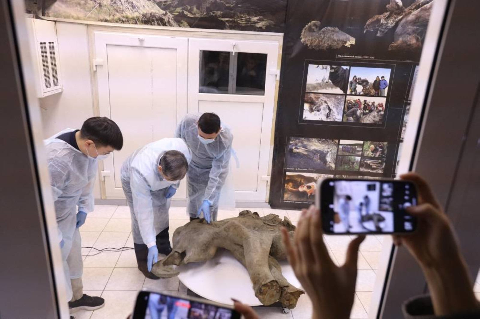 Extremely rare baby mammoth found in Siberia