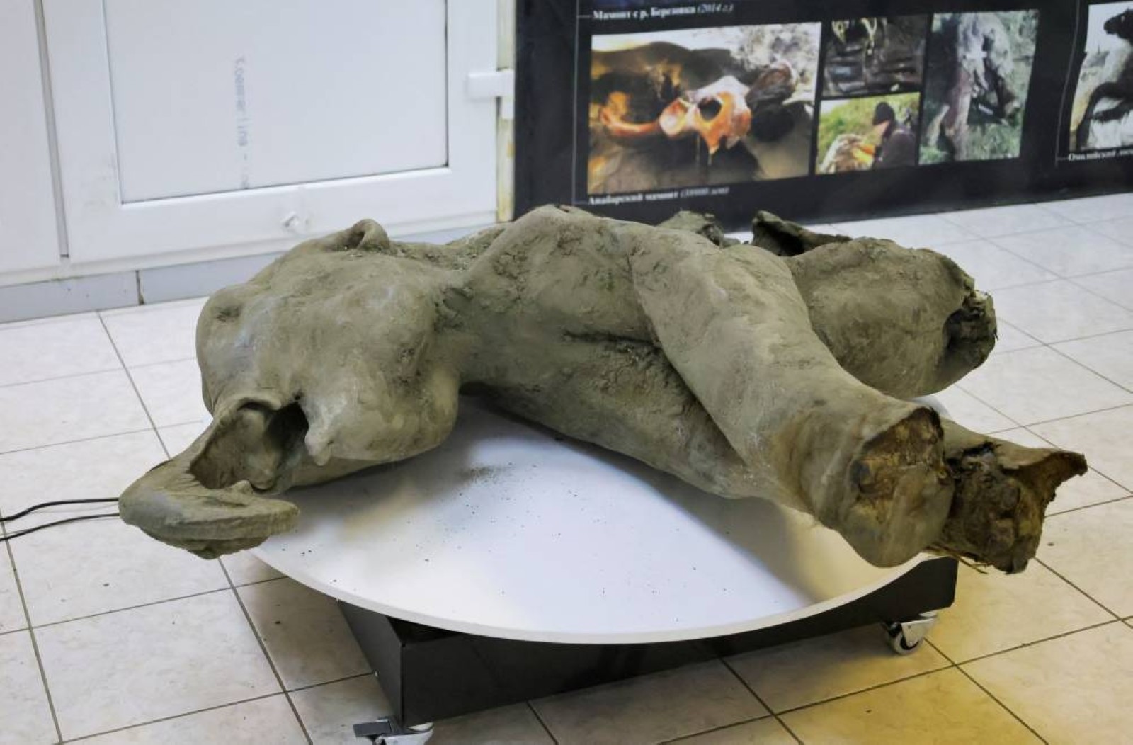 Extremely rare baby mammoth found in Siberia