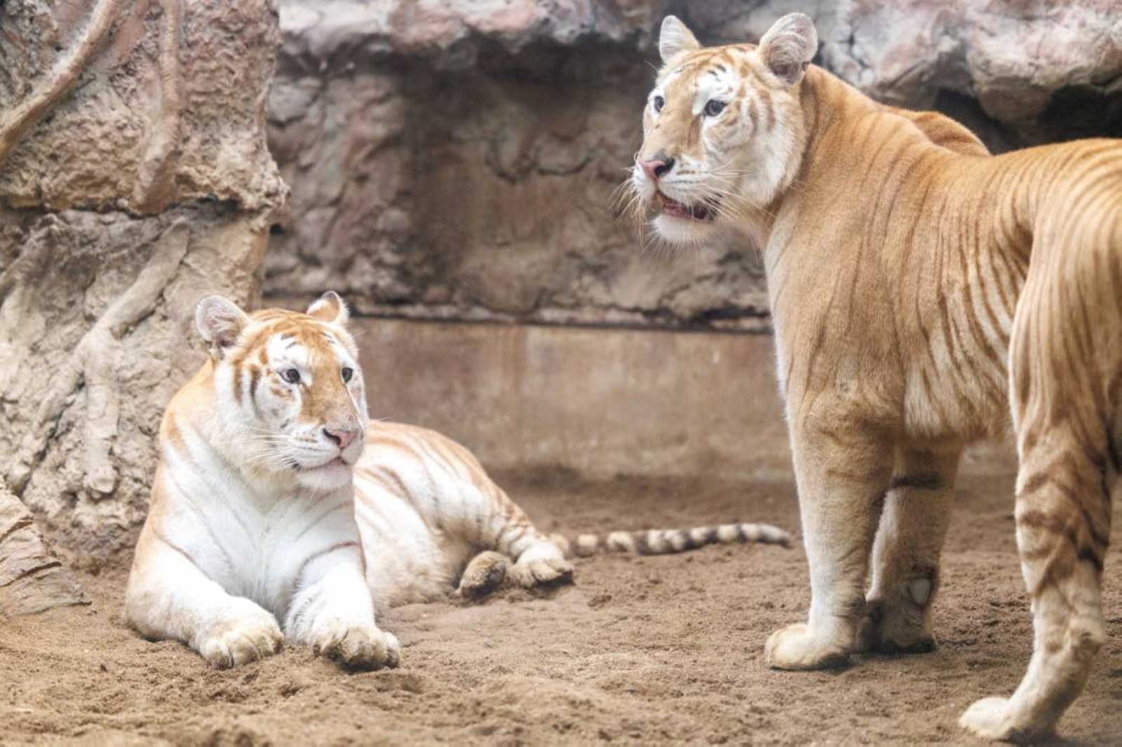 At Thai zoo, rare wide-eyed, golden tigresses become social media stars