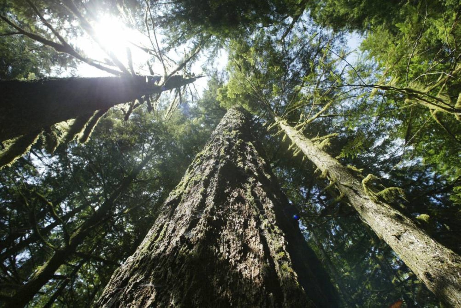 State of Indian forests looks healthy
