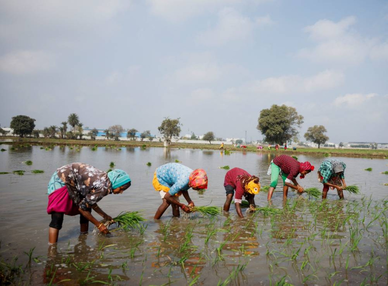 Indian agriculture to see 3.5-4% growth