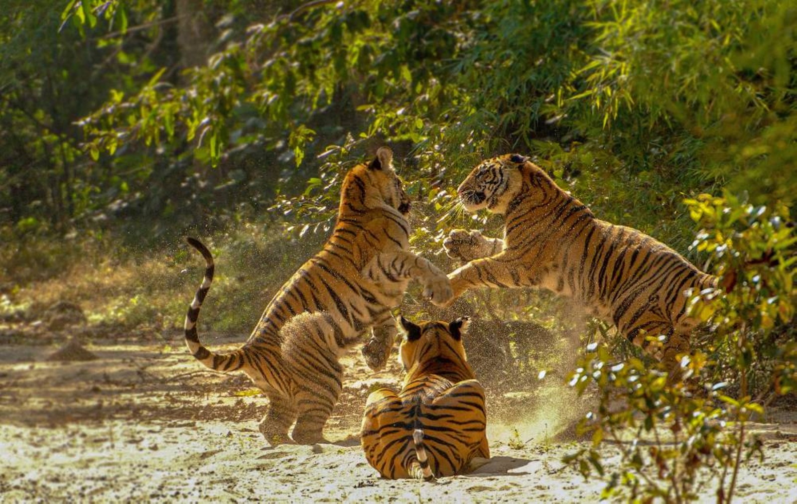 Madhya Pradesh: A unique blend of heritage, nature, and responsible tourism