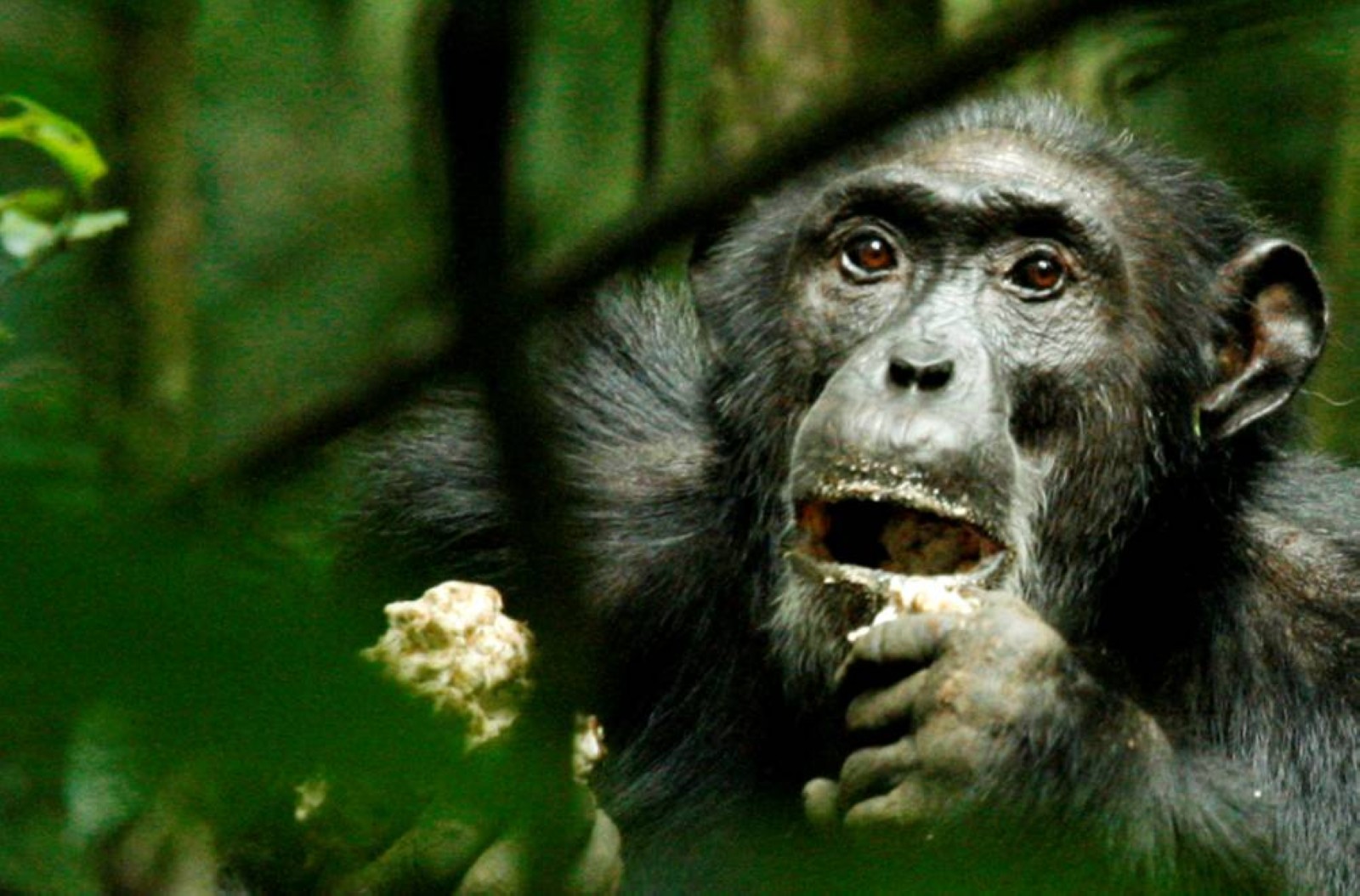 Genetic makeup of wild chimpanzees adapts to local habitat