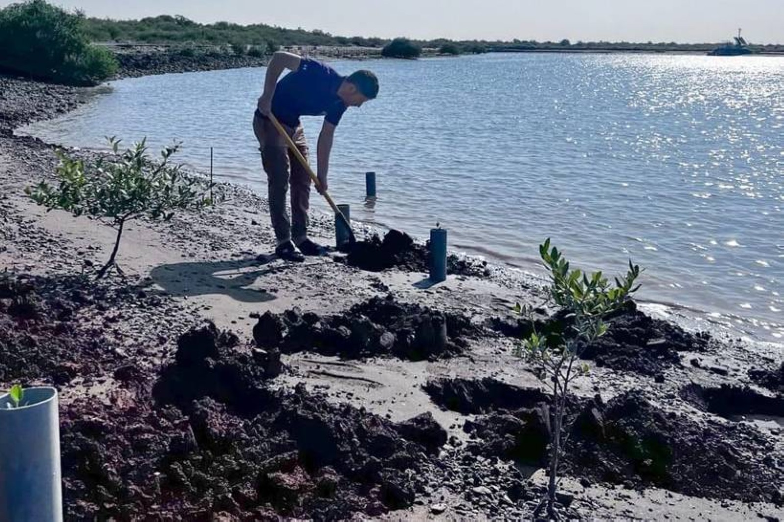 Eco body plants over 11,000 mangrove seedlings in Sharjah