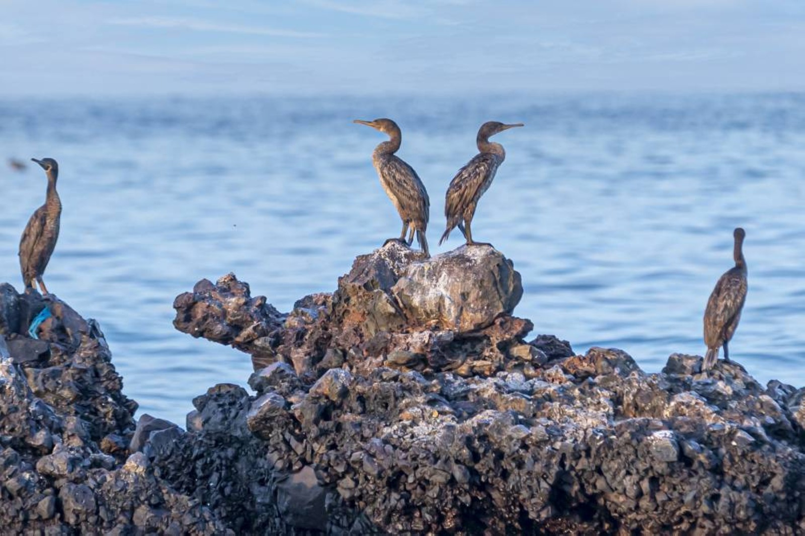 Sir Bu Nair Island Protected Area now in IUCN Green List