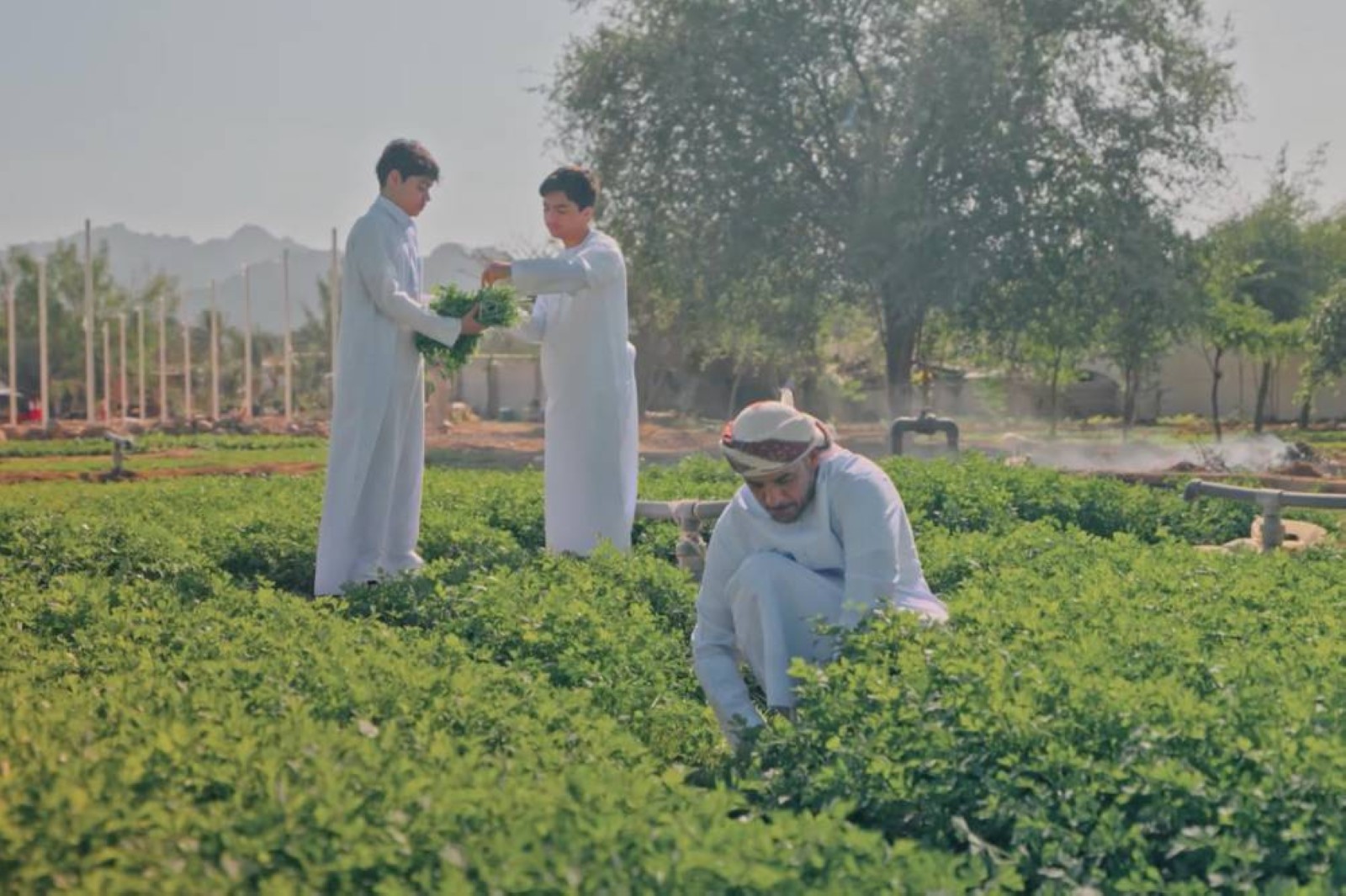 Hatta Farming Festival launched
