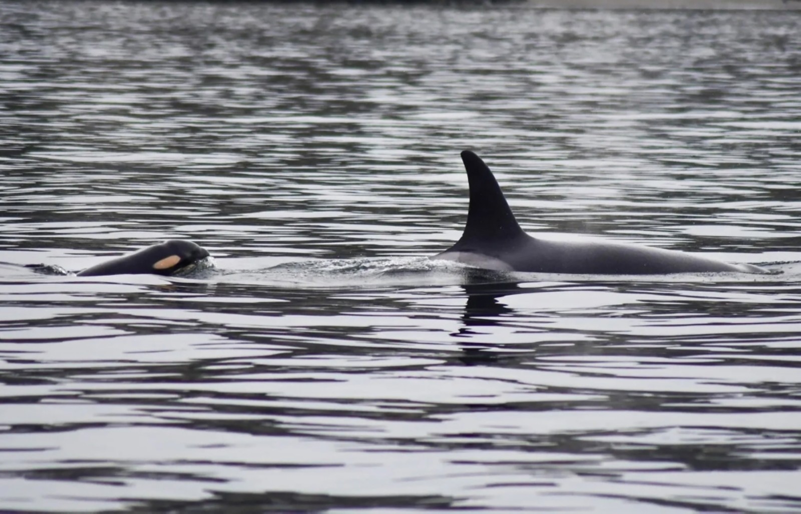 Researchers confirmed the arrival of baby orca J61, pictured with mother Tahlequah, J35, swimming in Puget Sound, on Christmas Eve. Tribune News Service