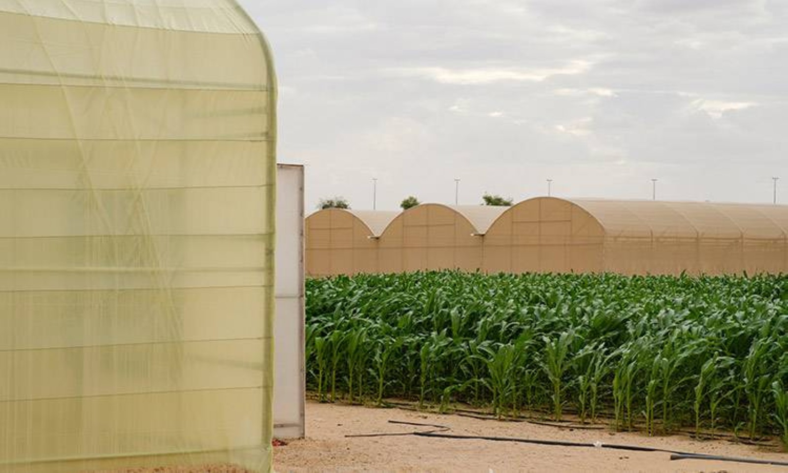 ‘Pressure Cooker’ by National Pavilion UAE for Venice Biennale Architettura