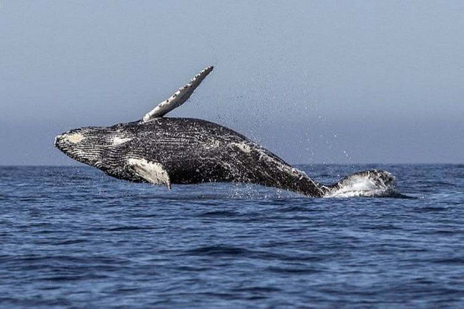VIDEO: Humpback whale gulps kayaker off Chile, then spits him out