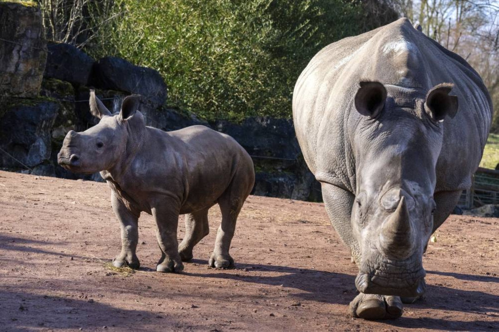 Baby white rhino Nova makes her public debut at Belgium's Pairi Daiza zoo